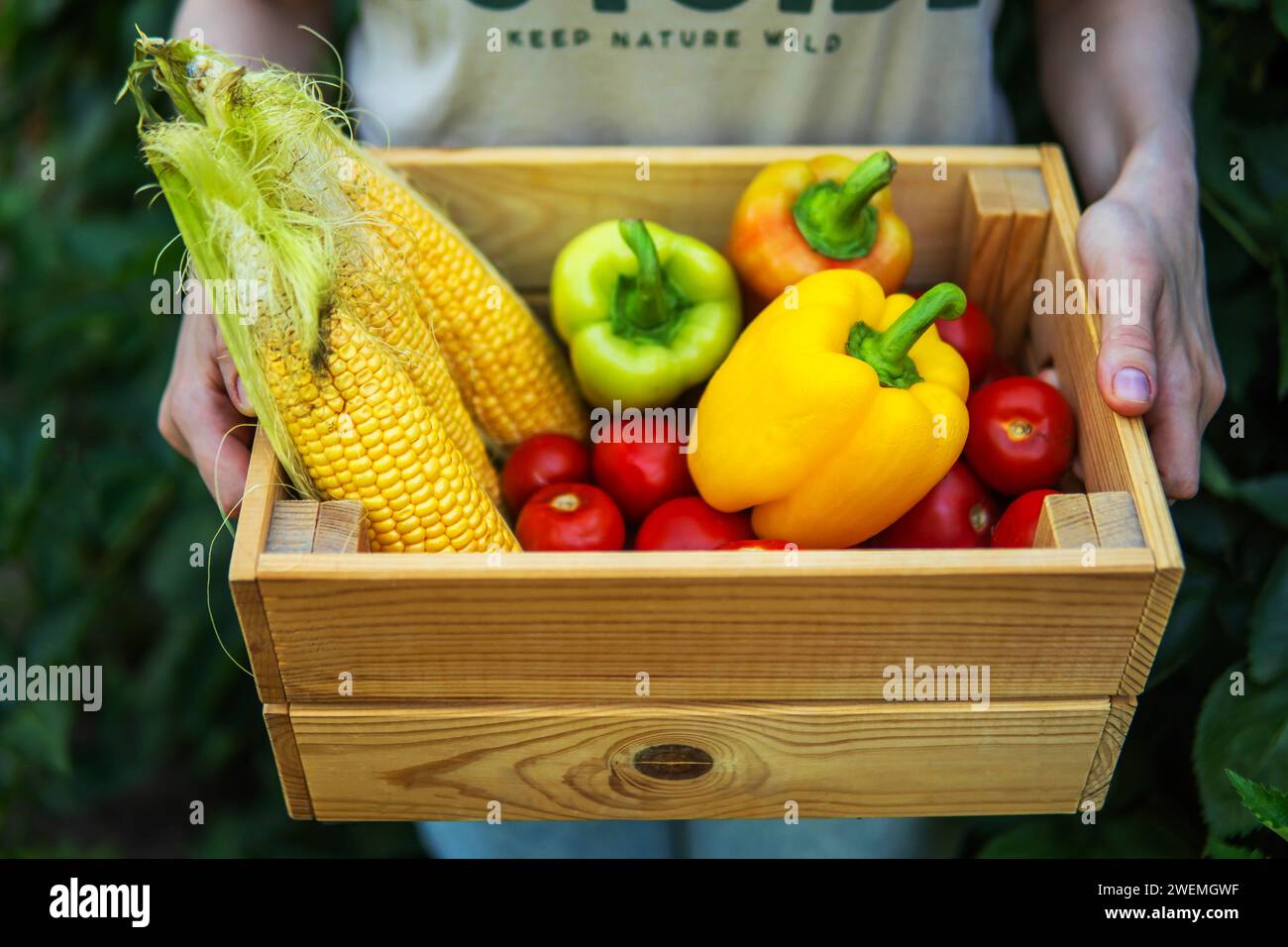 Frau, die frisch geerntetes Gemüse in Kiste bei Bio hält Stockfoto