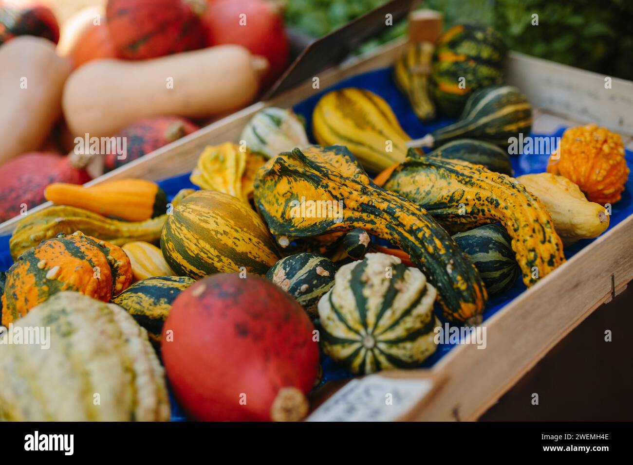 Mehrfarbiger Kürbis in verschiedenen Formen liegt auf der Theke Stockfoto