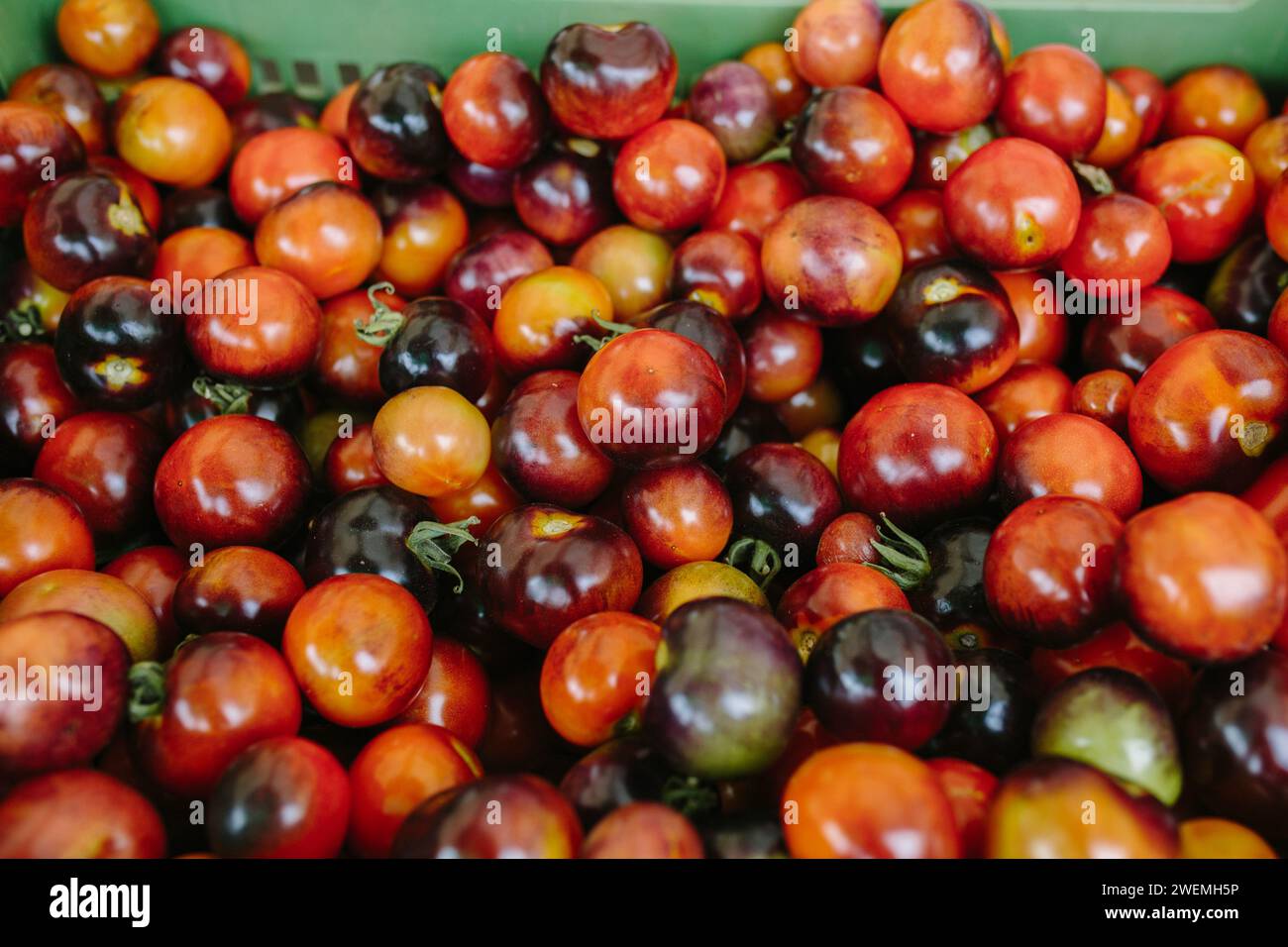Mehrfarbige Tomaten unterschiedlicher Größe liegen in einer Schachtel auf der Theke Stockfoto