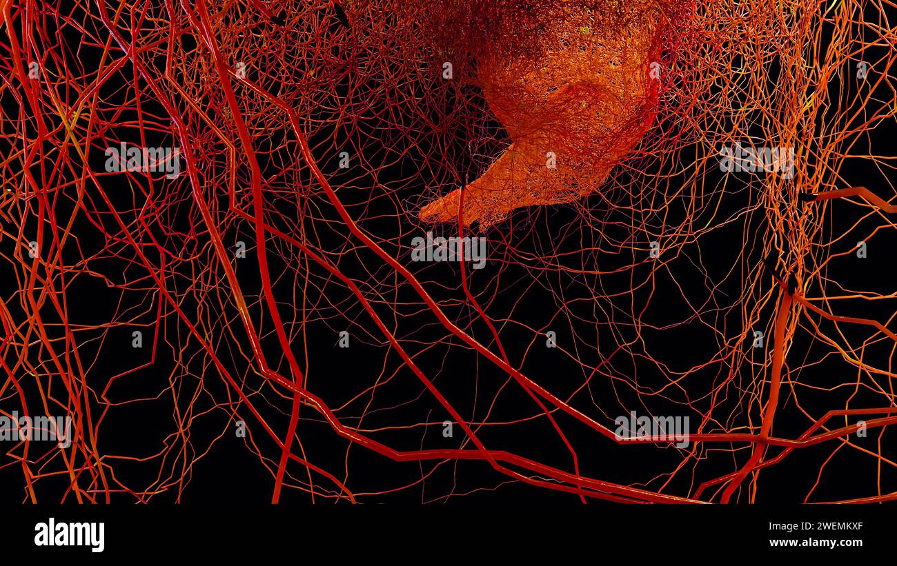 Menschliches arterielles und venöses Kreislaufsystem, medizinisch genaue Animation des Wachstums von Vänen und Arterien, Blutgefäße, Rotes Kapillarnetz, 3D Re Stockfoto