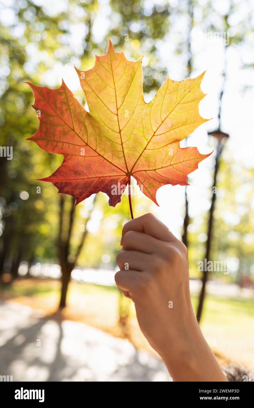 Ein Mann hält ein herbstliches Ahornblatt in der Hand, das von hinten durch Sonnenlicht beleuchtet wird, vor dem Hintergrund eines Parks Stockfoto