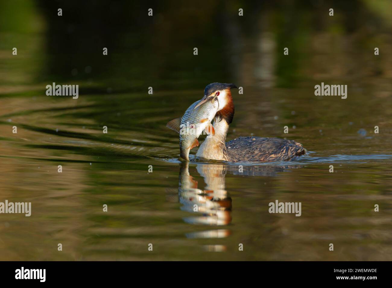 Großkammmuschel (Podiceps cristatus) ausgewachsener Vogel mit einem großen Fisch im Schnabel an einem Fluss, Norfolk, England, Großbritannien Stockfoto