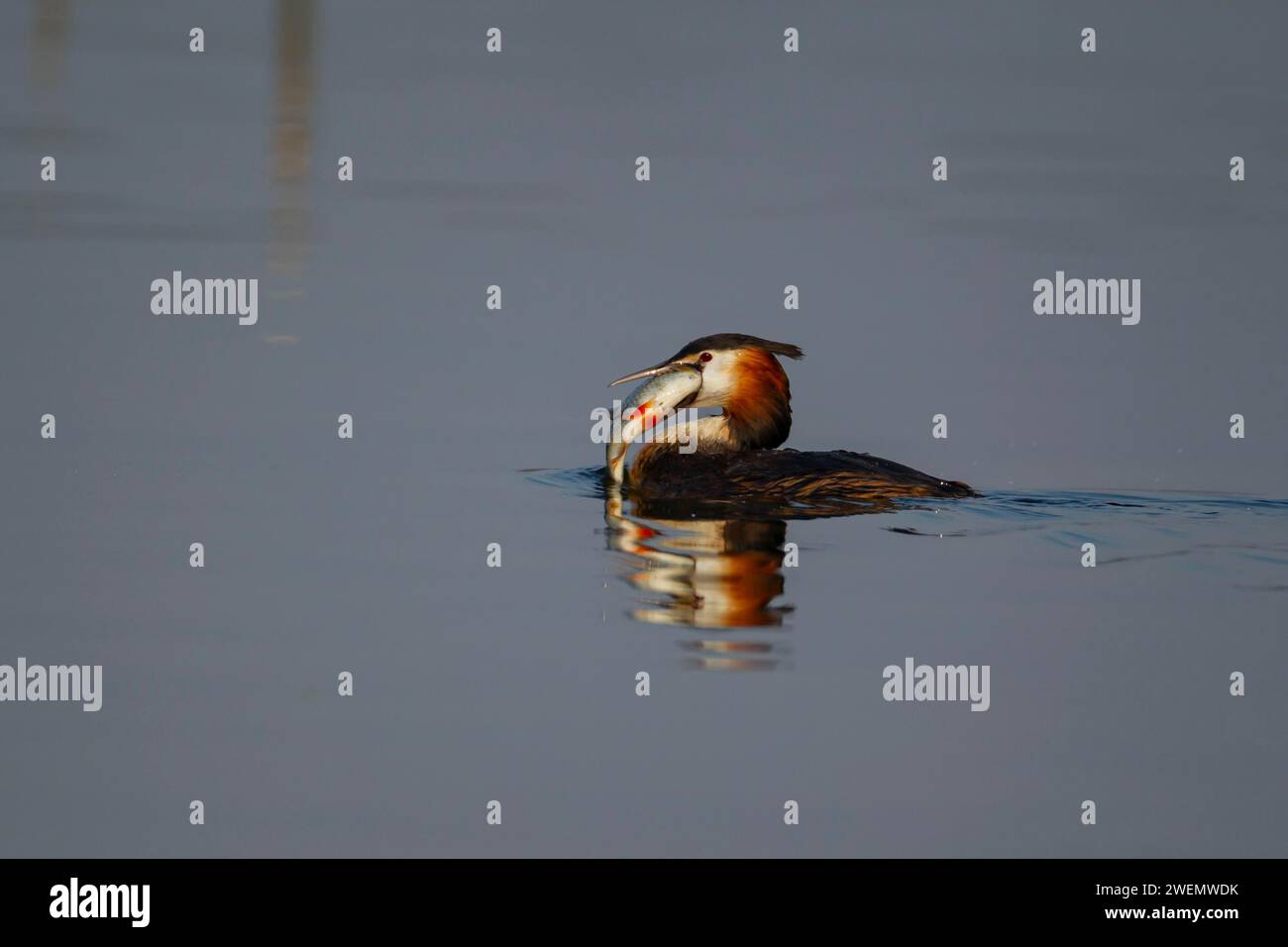 Großkammmuschel (Podiceps cristatus) ausgewachsener Vogel mit einem großen Fisch im Schnabel an einem Fluss, Norfolk, England, Großbritannien Stockfoto