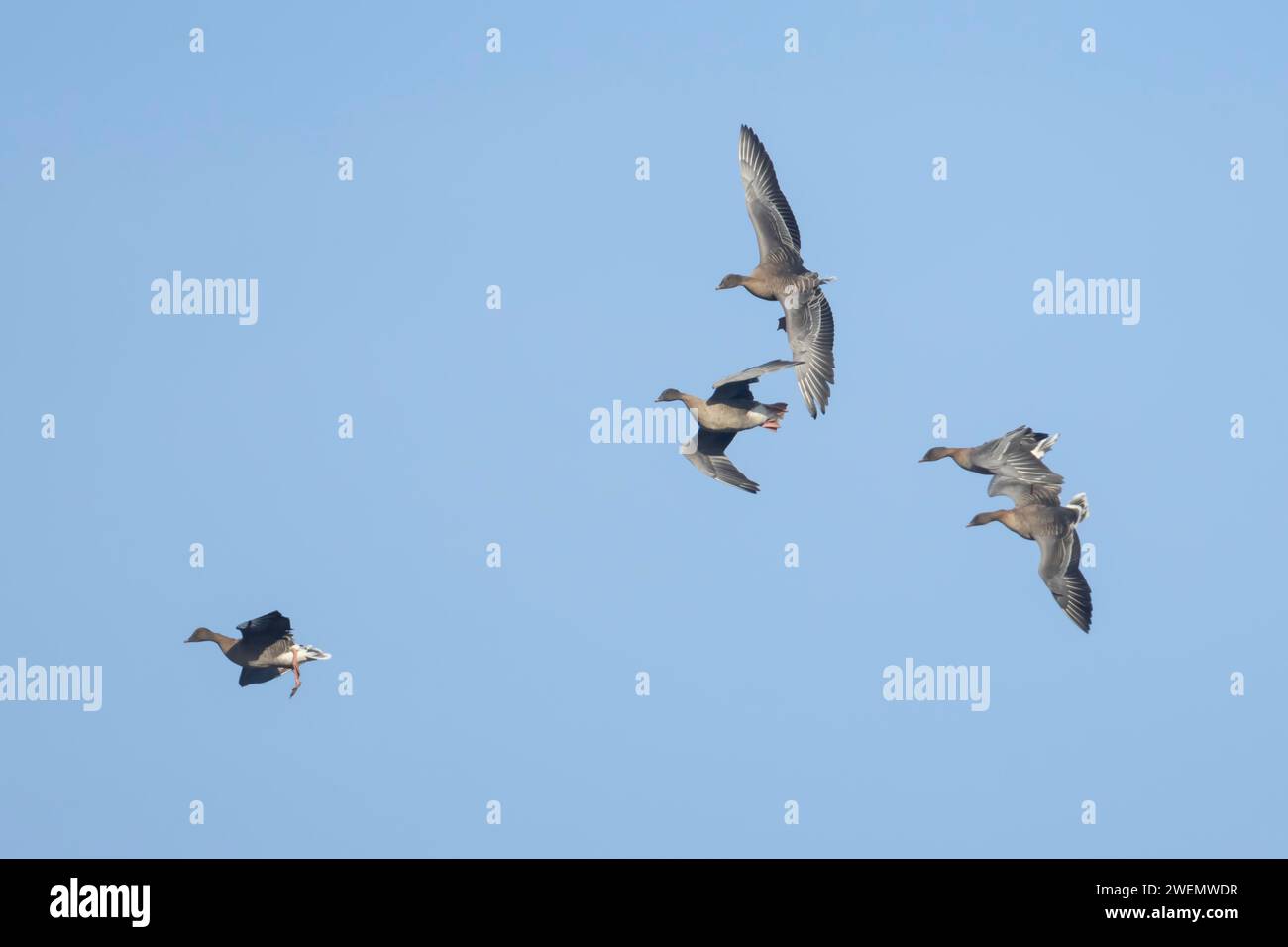 Rosafarbene Gänse (Anser brachyrhynchus) vier ausgewachsene Gänse auf dem Flug an Land, Norfolk, England, Vereinigtes Königreich Stockfoto