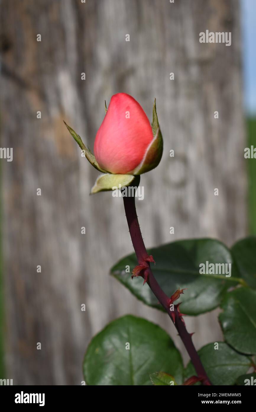 Rosebud (Rosaceae), Close-up, Neubeuern, Bayern, Deutschland Stockfoto