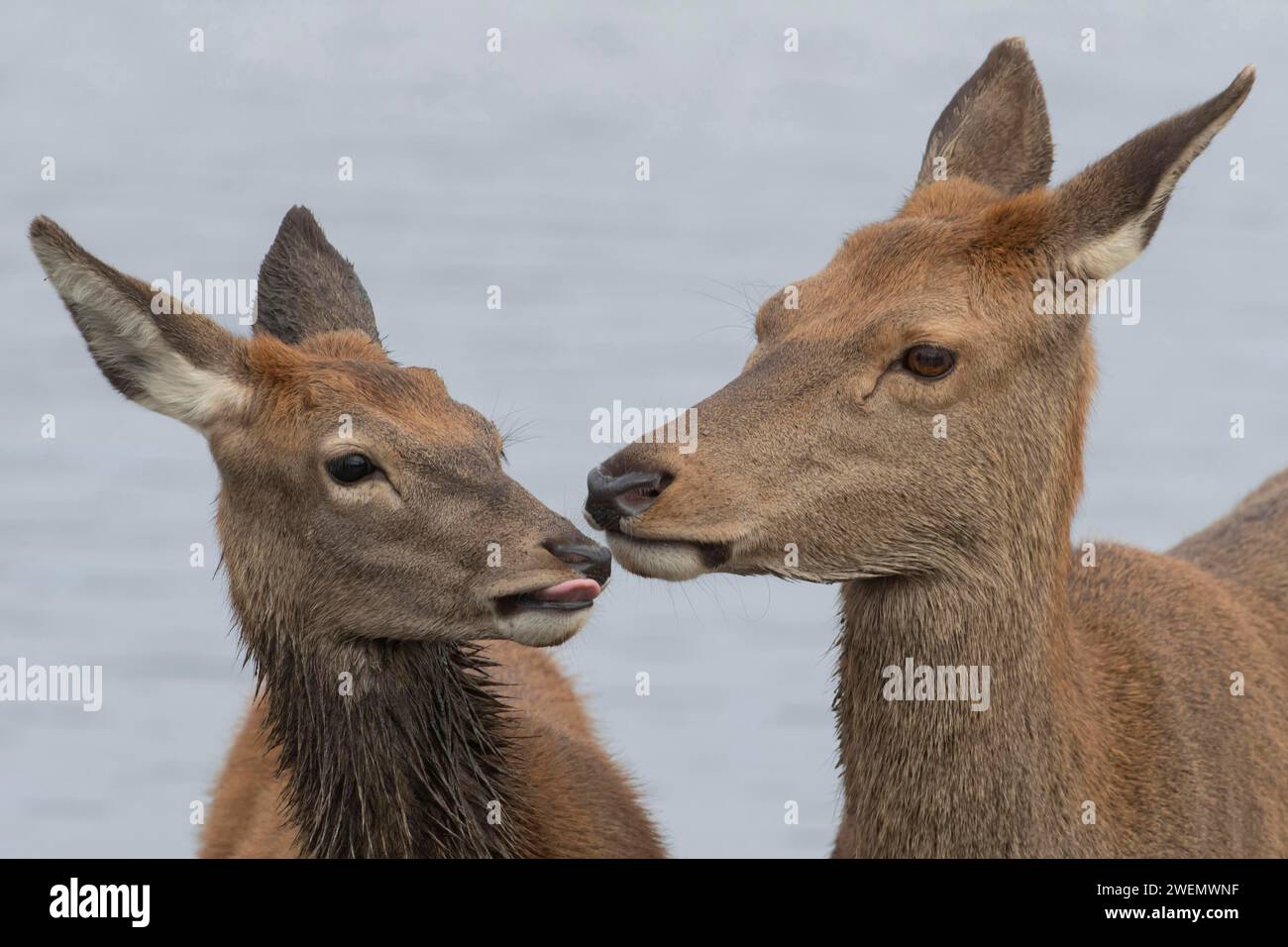 Rotwild (Cervus elaphus) erwachsene weibliche Mutterkuh und junges Baby-Rehkitz interagieren zusammen, Surrey, England, Vereinigtes Königreich Stockfoto