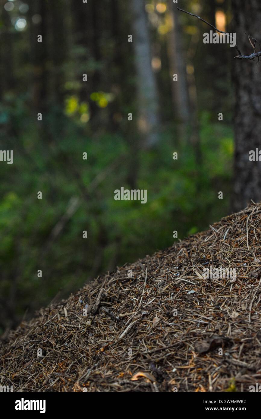 Ameisenhügel im Wald, Bayern, Deutschland Stockfoto