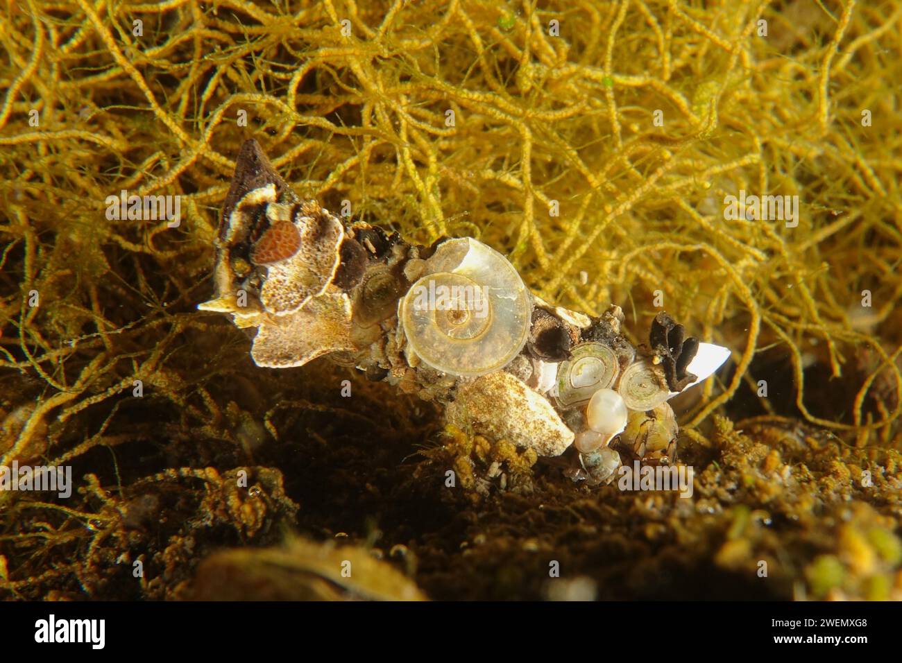 Raupe der Trichoptera, Tauchplatz Zollbrücke, Rheinau, Rhein, Hochrhein, Schweiz, Deutschland Stockfoto