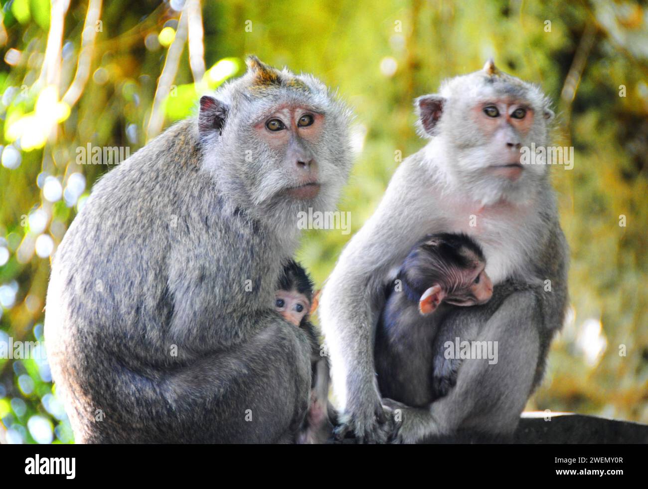 Familie von Affen mit zwei Babys in Bali, Indonesien Stockfoto