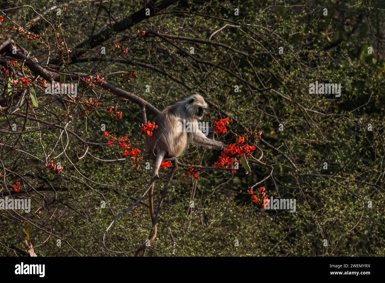 (Presbytis entellus) Affe im Dschungel des Ranthambore Nationalparks, berühmt für Tiger in Rajastan Indien Stockfoto