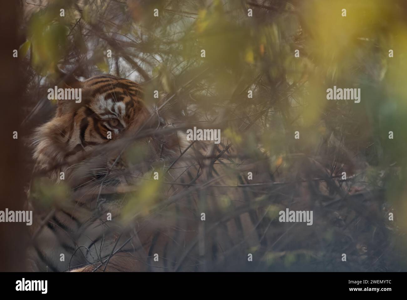 Männlicher Tiger (Panthera tigris) fotografiert im Dschungel des Ranthambore National Park, berühmt für Tiger in Rajastan Indien Stockfoto