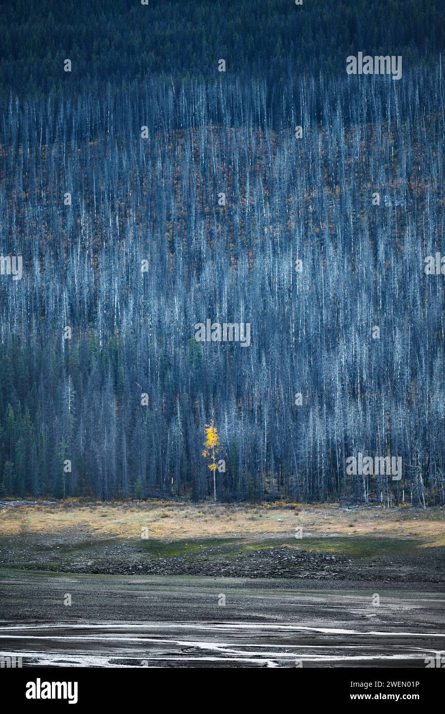 See, Fluss, Bäume Kanadische Rocky Mountains Alberta Kanada Stockfoto