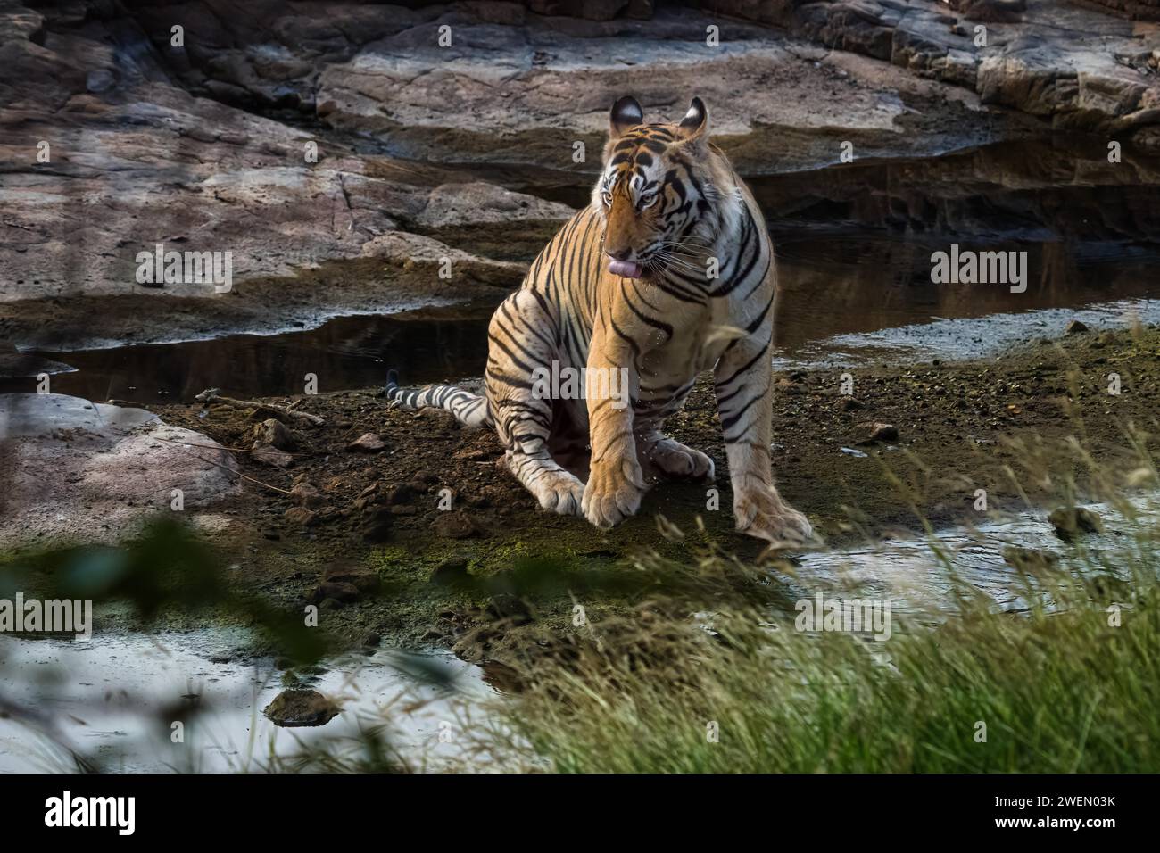 (Panthera tigris) fotografiert im Dschungel des Ranthambore National Park, berühmt für Tiger in Rajastan Indien Stockfoto