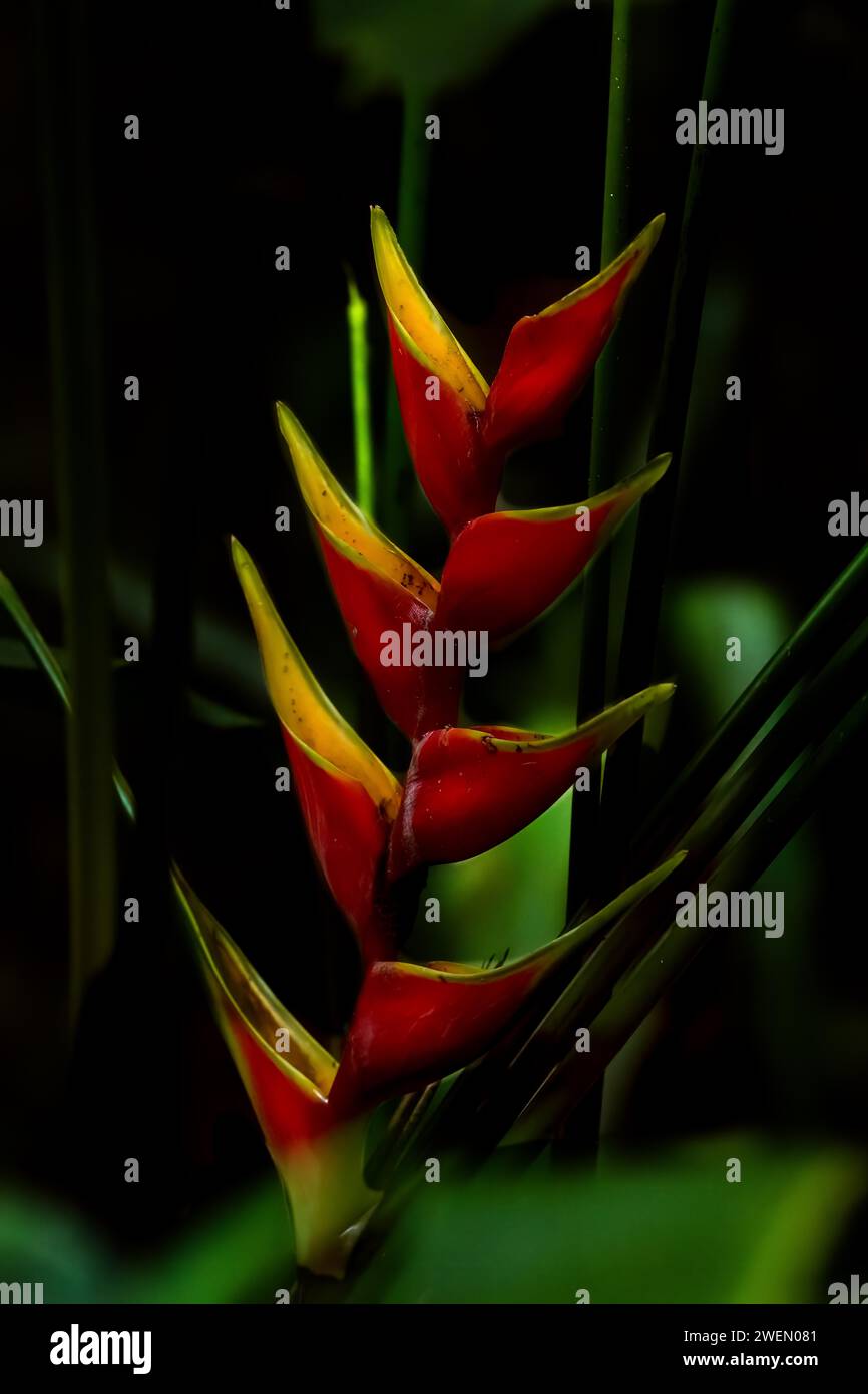 Heliconia bihai ist eine Pflanzenart aus der Familie der Heliconiaceae. Costarica Stockfoto