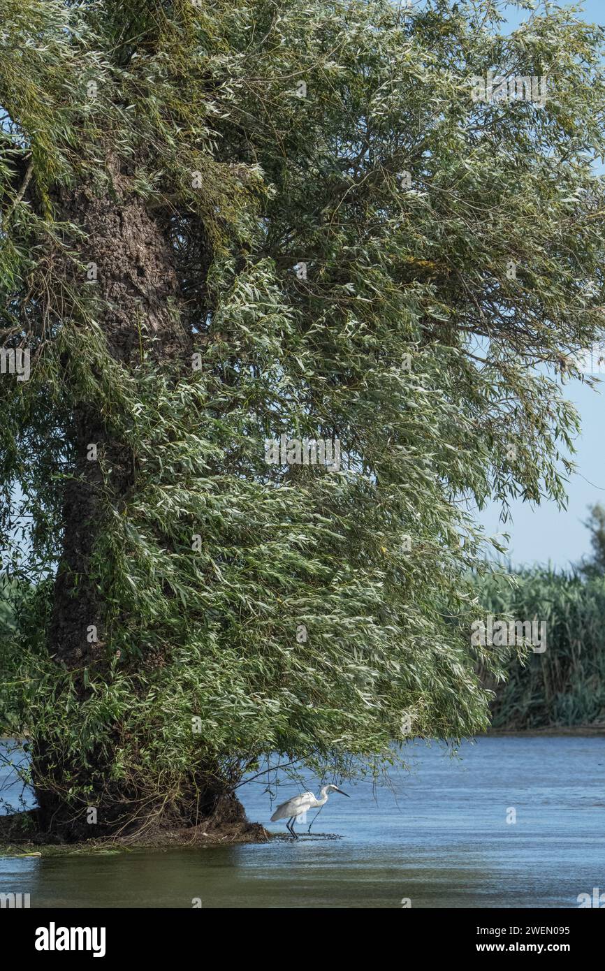 Blick auf den Donaukanal, Bäume, Donaudelta Rumänien Stockfoto