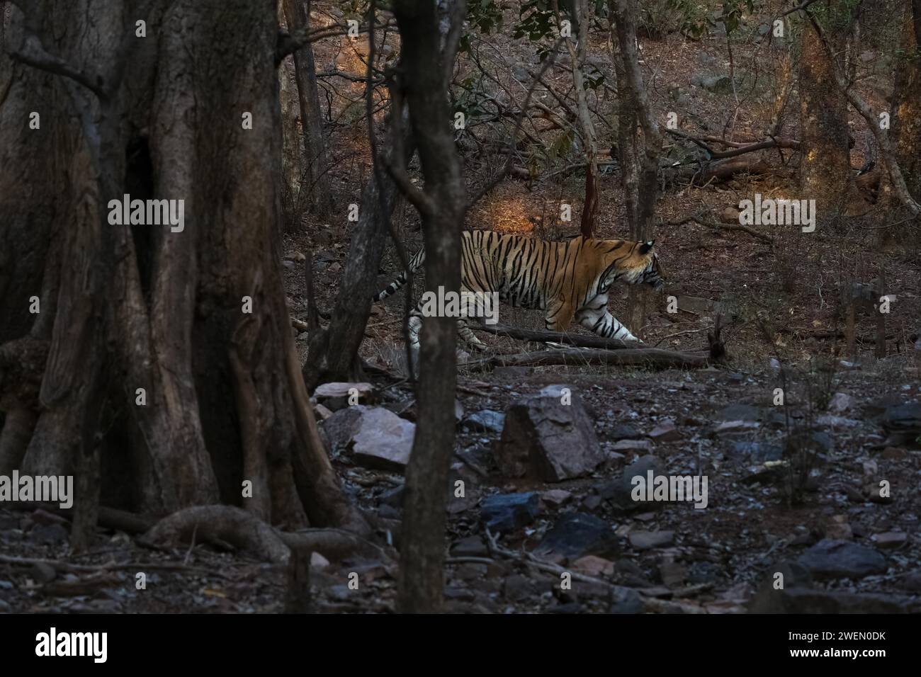 Männlicher Tiger (Panthera tigris) fotografiert im Dschungel des Ranthambore National Park, berühmt für Tiger in Rajastan Indien Stockfoto