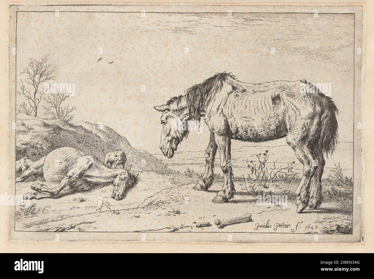 Das sterbende Pferd, Paulus Potter, 1652 Druckpapier, das Pferd ätzt. Tiere (+ sterbendes Tier; Tod des Tieres; totes Tier) Stockfoto