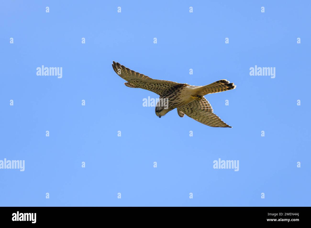 Ein weibliches Kestrel Falco Tinnunkulus im Flug an einem sonnigen Tag im Sommer, blauer Himmel Stosswihr Frankreich Stockfoto