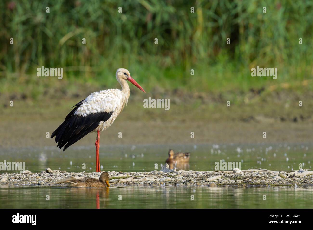 Ein Weißer Storch steht in der Nähe eines Teichs, sonniger Herbsttag in Niederösterreich Fischamend Österreich Stockfoto
