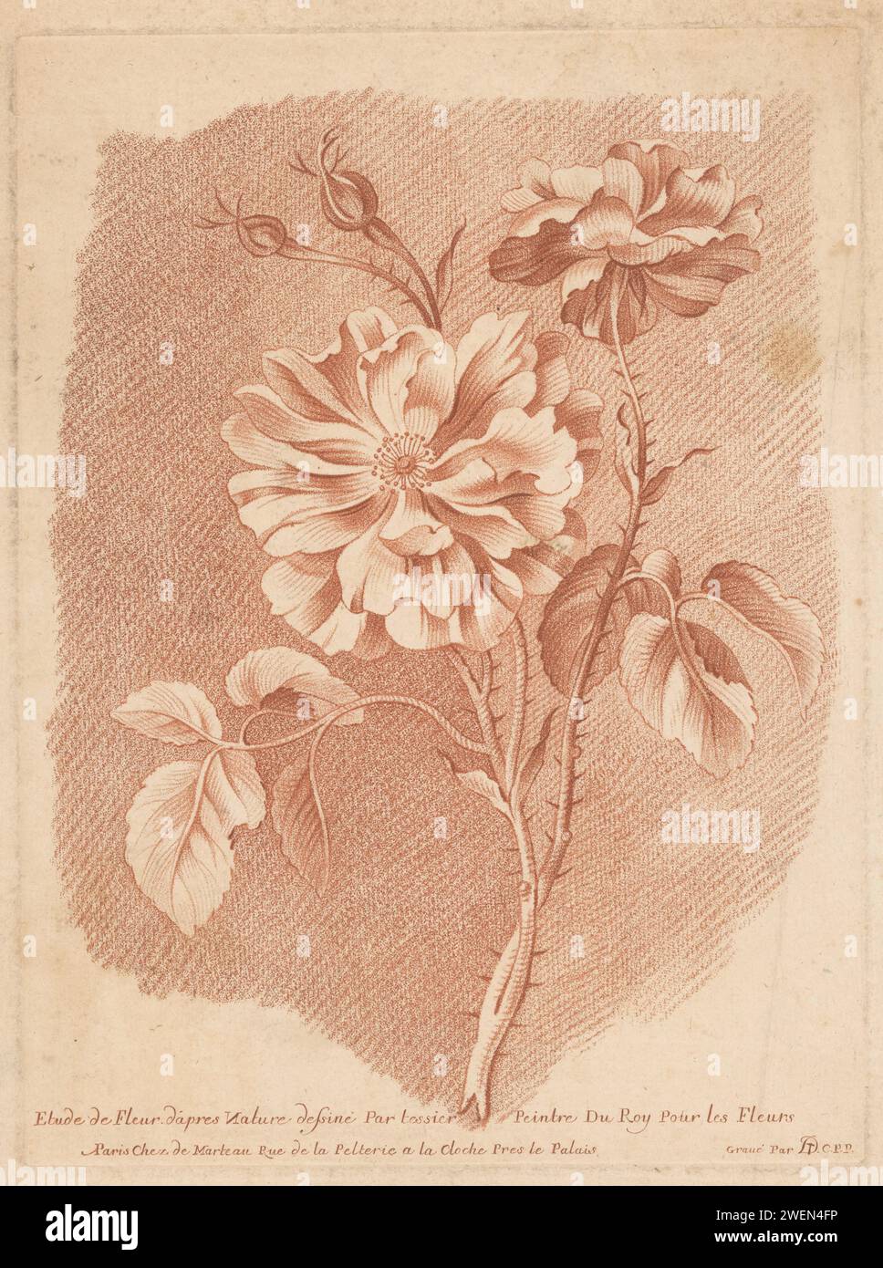 Blumen, Gilles Demarteau, nach Louis Tessier, 1755 - 1776 drucken Rosenähnliche Blumen mit Dornzweig. Papierblumen Stockfoto