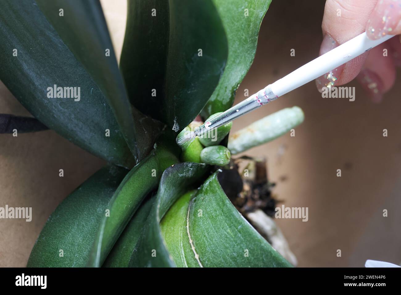 Eine Frau behandelt Orchideenwurzeln mit dem Medikament. Mit einer Bürste. Orchideenpflege. Nahaufnahme Stockfoto