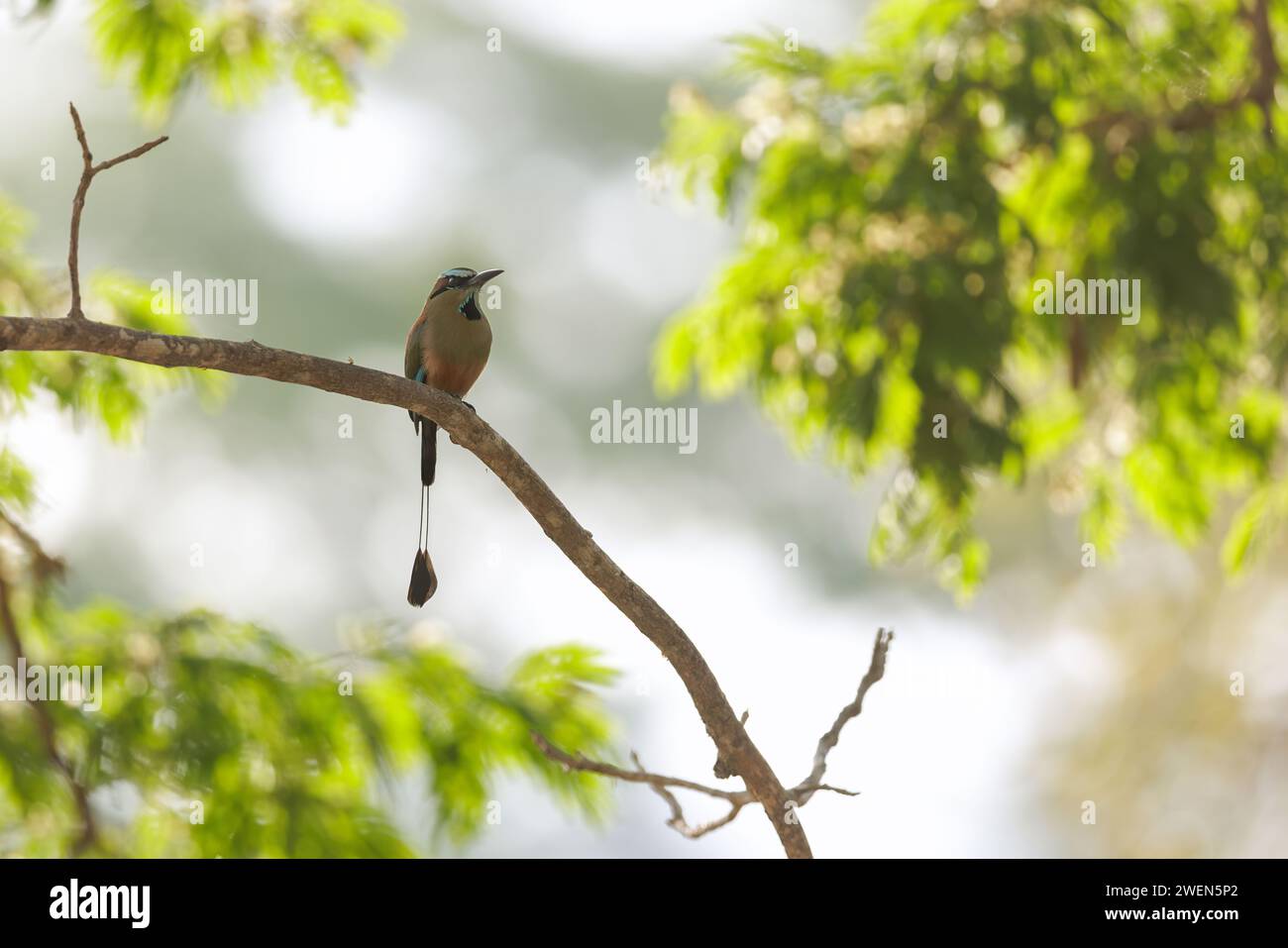 Hochgezogenes, türkisfarbenes Motmot in natürlicher Umgebung. Regenwald von Costa Rica. Vogel mit wunderschönen, lebendigen Farben. Stockfoto