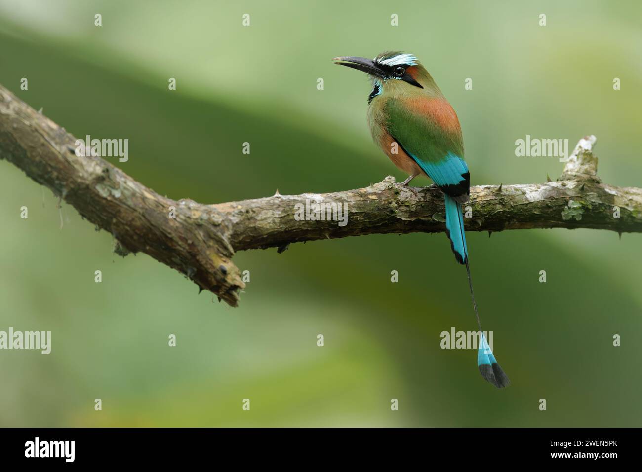 Hochgezogenes, türkisfarbenes Motmot in natürlicher Umgebung. Regenwald von Costa Rica. Vogel mit wunderschönen, lebendigen Farben. Stockfoto