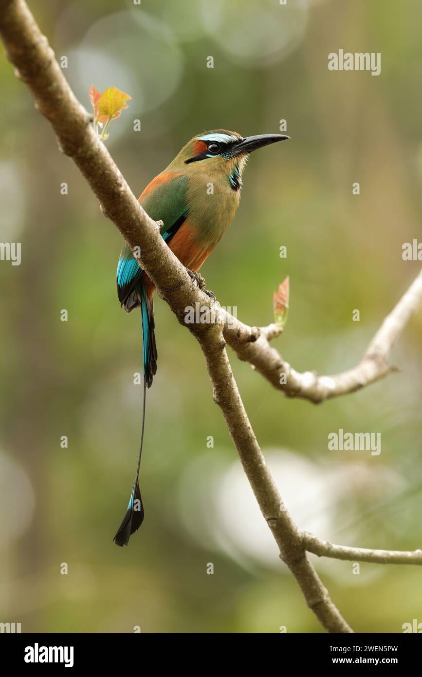 Hochgezogenes, türkisfarbenes Motmot in natürlicher Umgebung. Regenwald von Costa Rica. Vogel mit wunderschönen, lebendigen Farben. Stockfoto