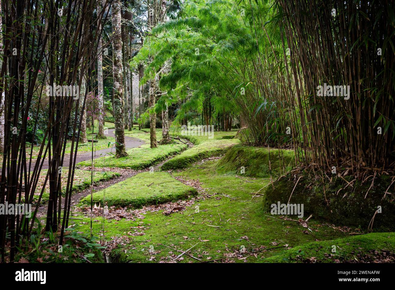 Terra Nostra Park auf der Insel São Miguel auf den Azoren Stockfoto