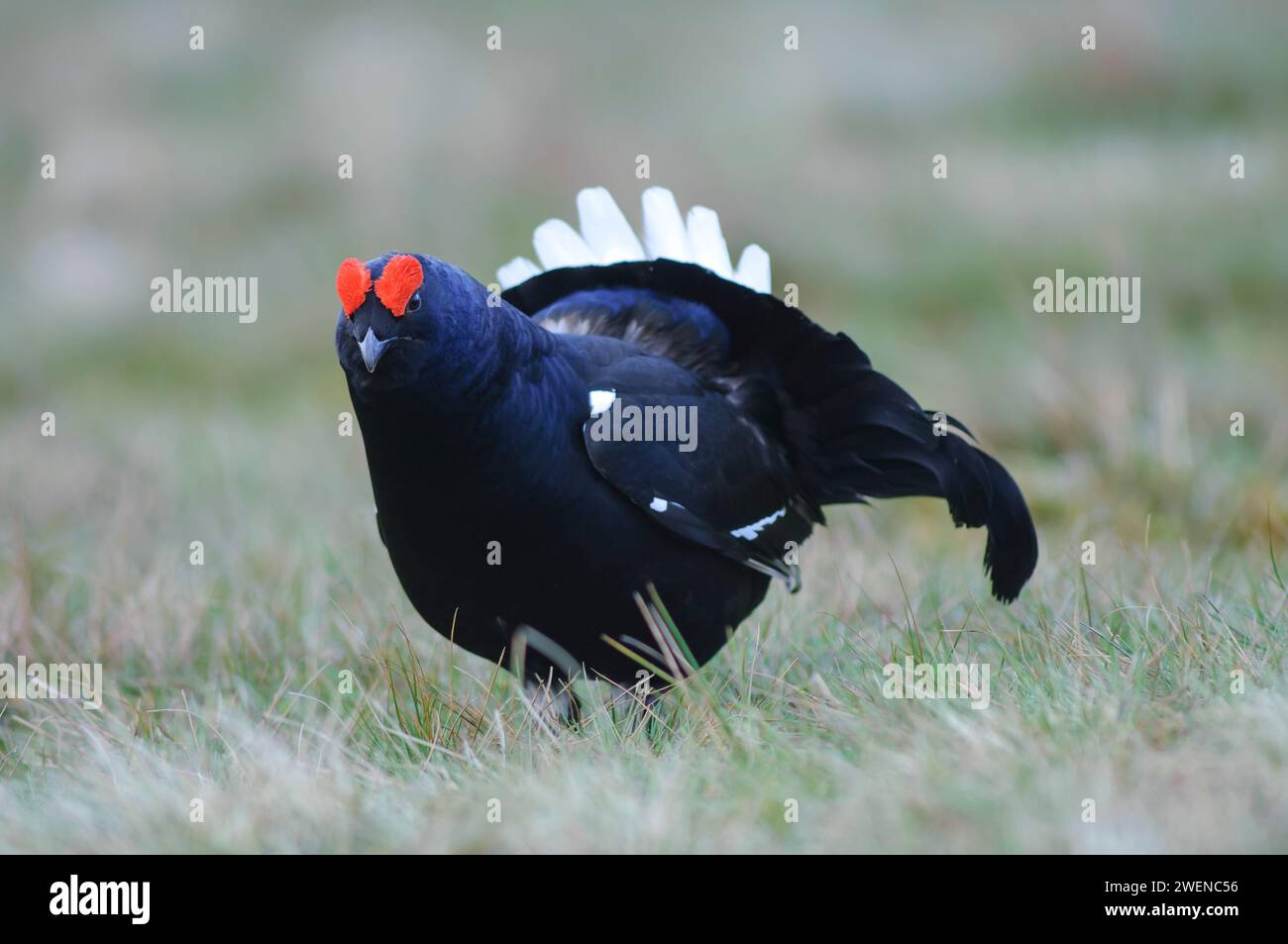 Birkhühner Tetrao tetrix, männlich in vollem Zuchtgefieder, Mai. Stockfoto