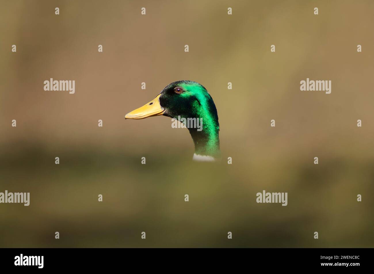 Stocke Anas platyrhynchos, männlich, Nahaufnahme des Kopfes, im Zuchtgefieder, März. Stockfoto