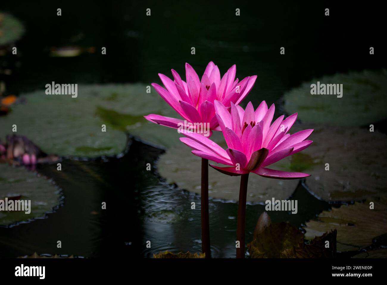 Rosa Seerose im Teich Stockfoto