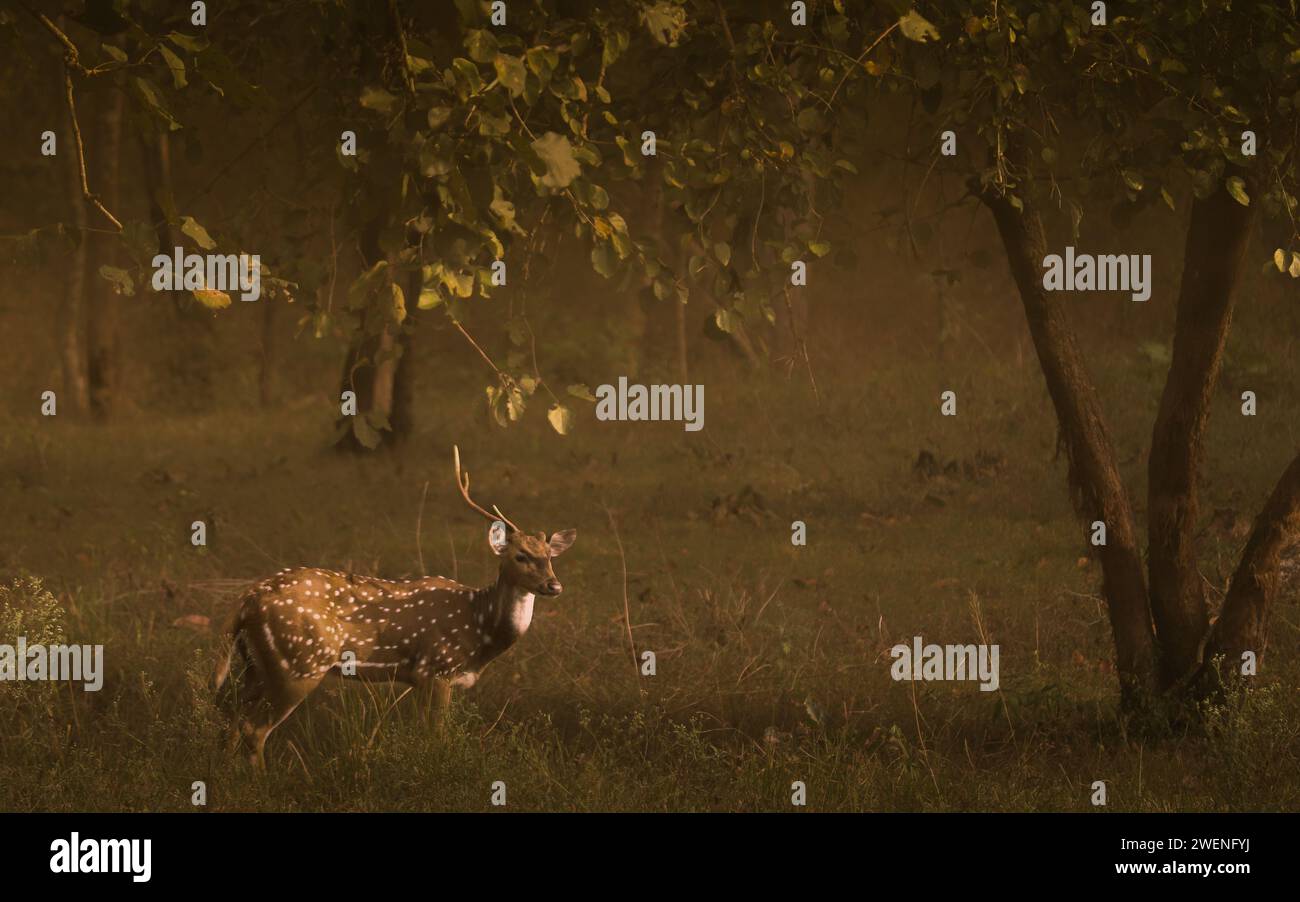 Gefleckte Hirsche, hochwertige kostenlose Bilder Stockfoto