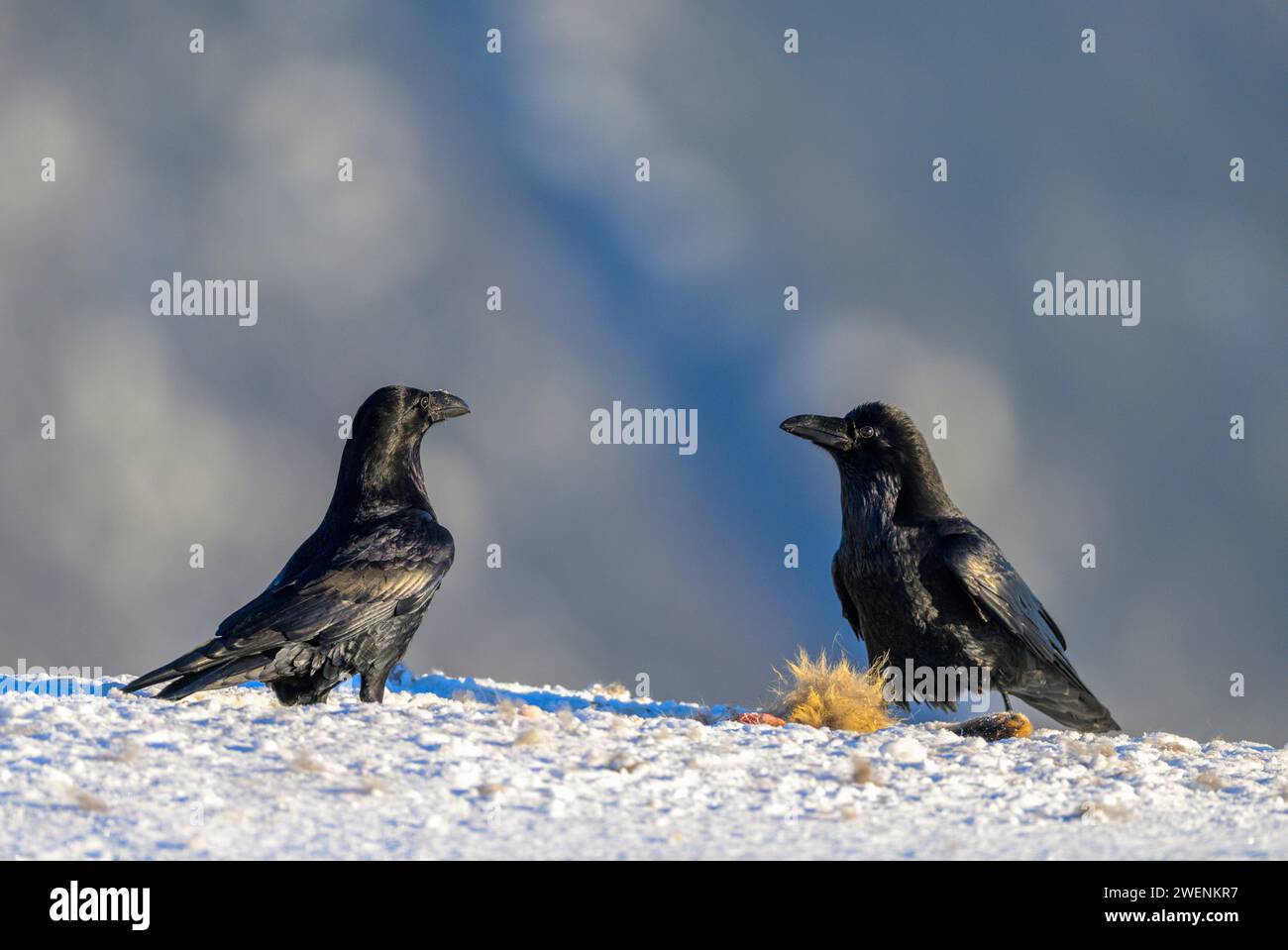 „Hugin & Munin“. Rabe (Corvus corax) ernährt sich von der Leiche eines Rotfuchses. Foto aus Telemark, Südnorwegen. Stockfoto