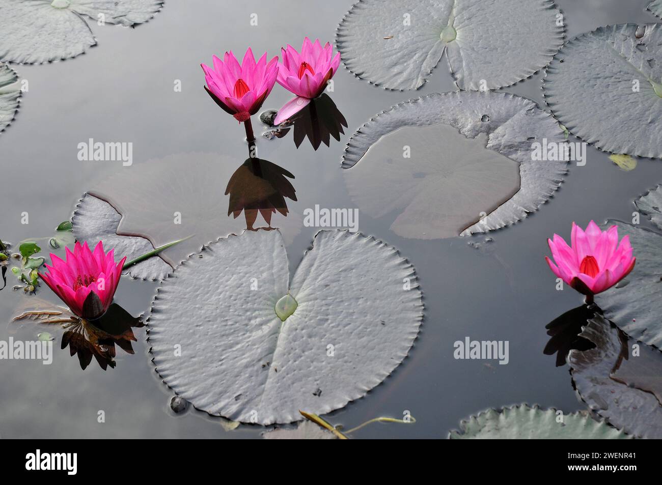 Eine Seerose ist eine große, schwimmende Wasserpflanze mit breiten, runden Blättern und auffälligen Blüten, die auf der Oberfläche von stillstehenden oder sich langsam bewegenden Körpern blühen. Stockfoto