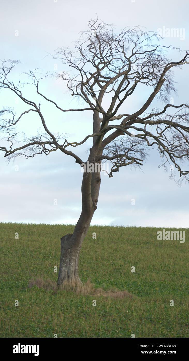 Einsamer Baum Stockfoto