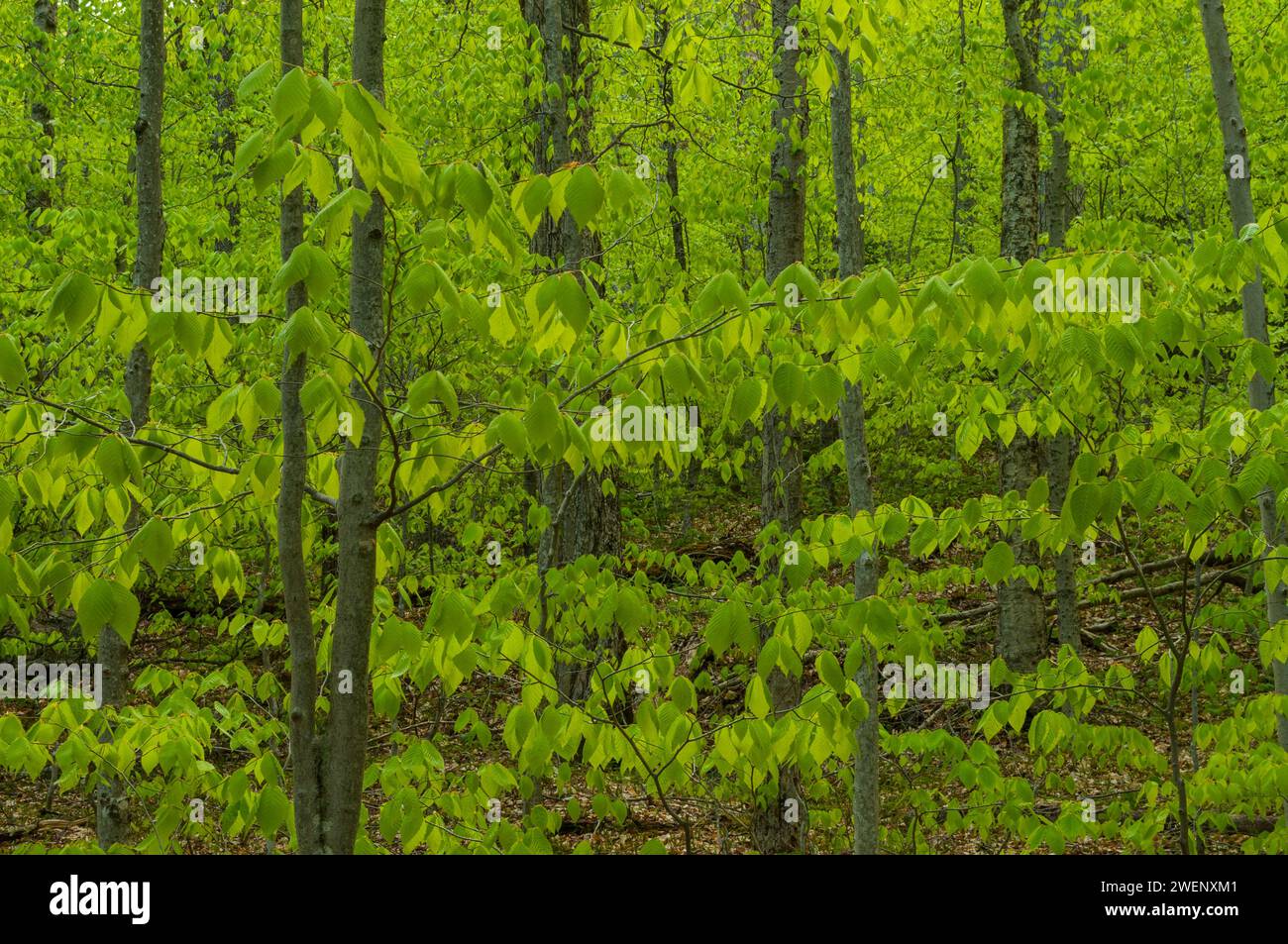 Buchenwald, Fagus grandifolia, im späten Frühjahr in den Adirondack Mountains im Bundesstaat New York Stockfoto