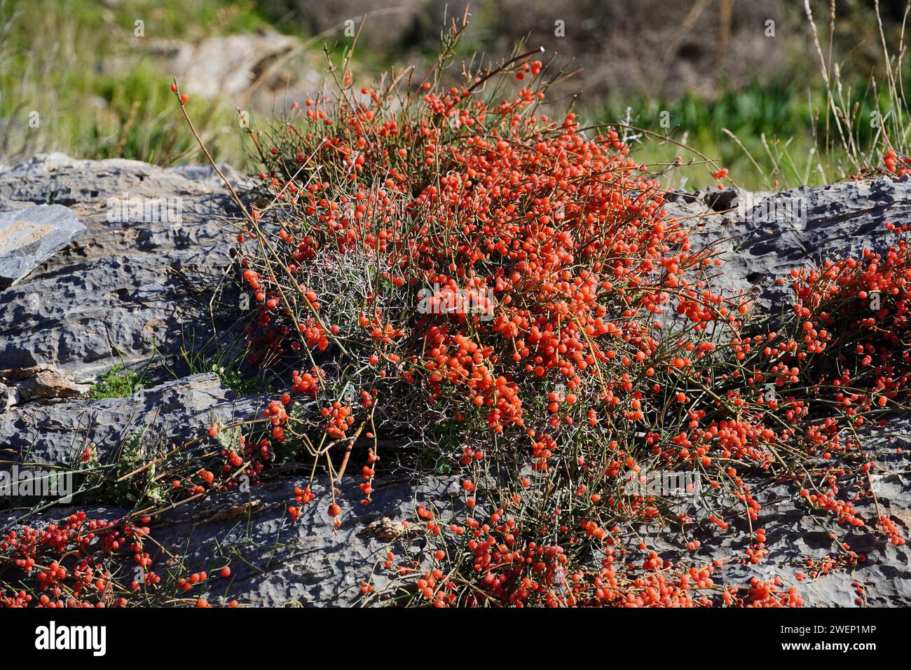 Ephedrastrauch mit roten Früchten auf einem Felsen im Winter in Attika, Griechenland Stockfoto