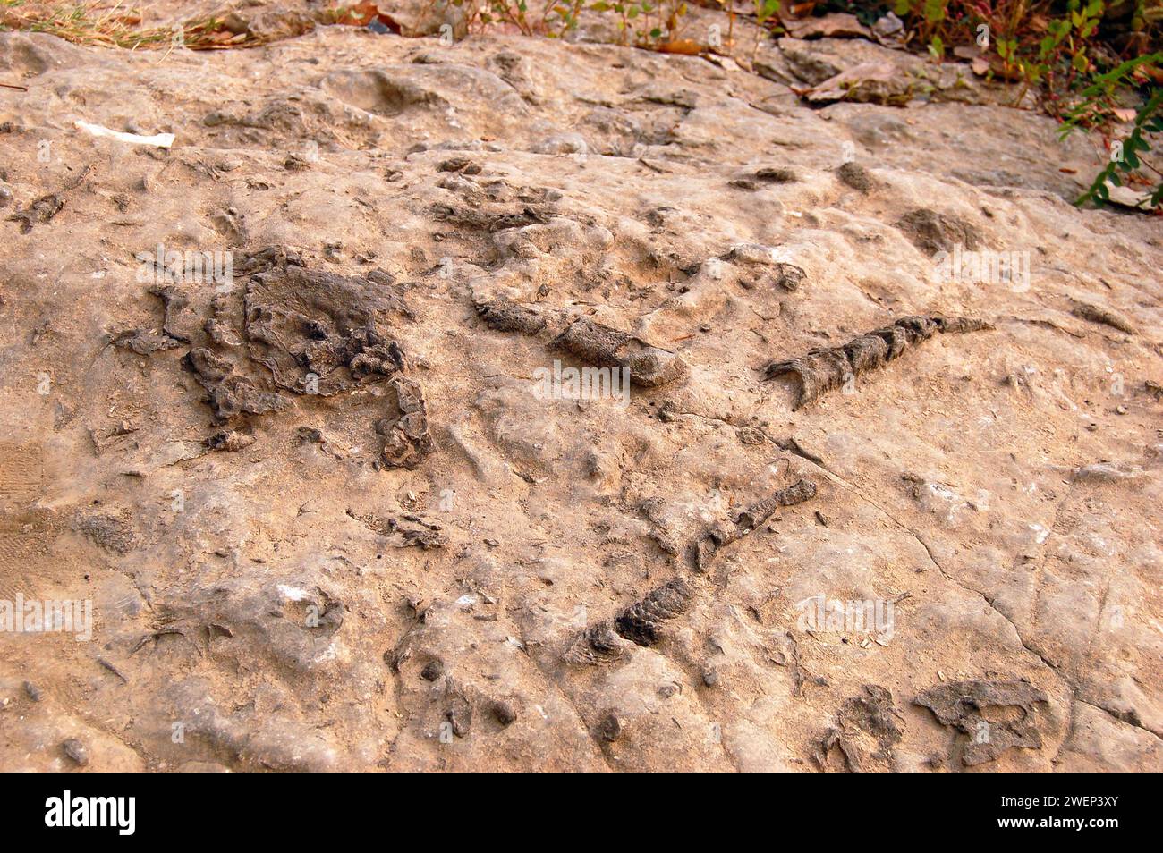 Fossilien aus der Devon-Zeit sind in den Kalkstein des Falls of the Ohio State Park in Indiana eingebettet Stockfoto