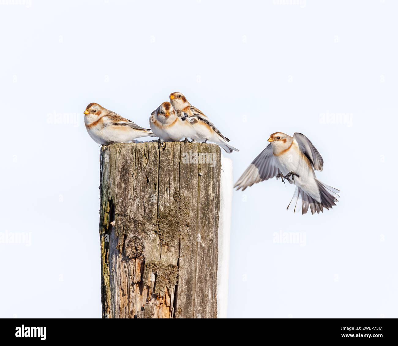 Drei Schneeballvögel, die auf Holzpfosten hockten, blickten in die Ferne Stockfoto