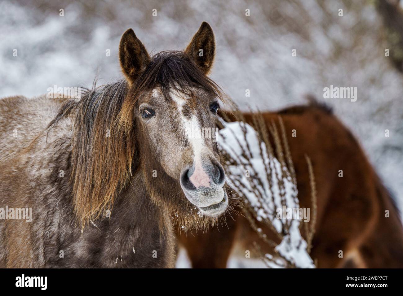 Zwei Pferde stehen dicht beieinander in der verschneiten Landschaft, ihre Gesichter verdeckt von einer Schneedecke Stockfoto