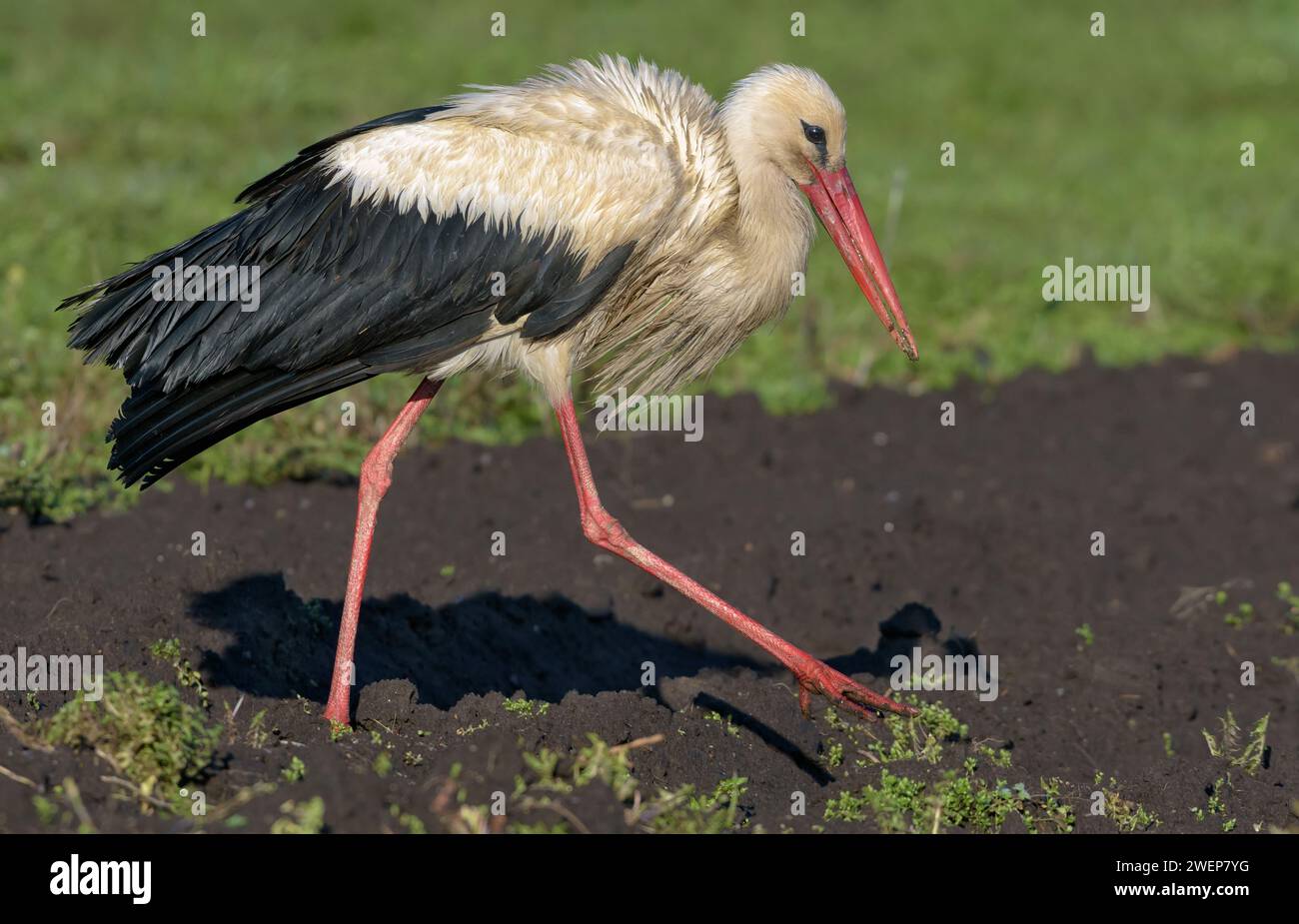 Reifer Weißstorch (Ciconia ciconia) spaziert im Frühjahr auf frisch gepflügtem Feld Stockfoto