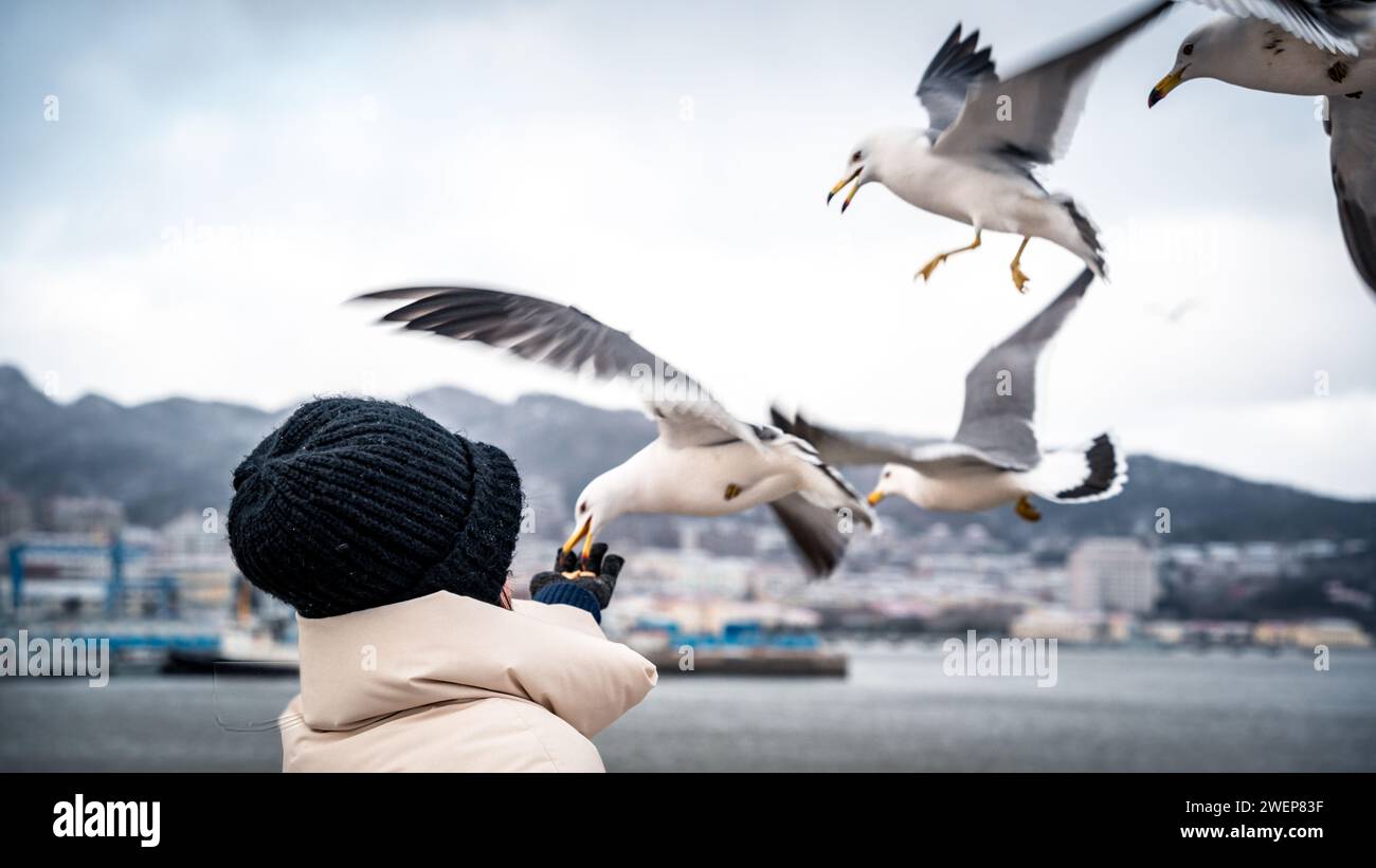 Menschen, die Möwen in einem Park am Meer füttern, Mensch und Natur in Harmonie (Happiness Park, Stadt Weihai, Provinz Shandong, China) Stockfoto