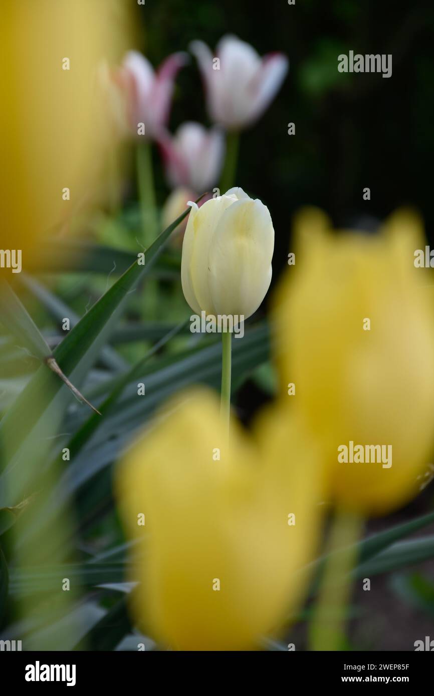 Cremefarbene Tulpe zwischen gelben und mehrfarbigen Tulpen im Frühlingsgarten während der goldenen Stunde. Stockfoto