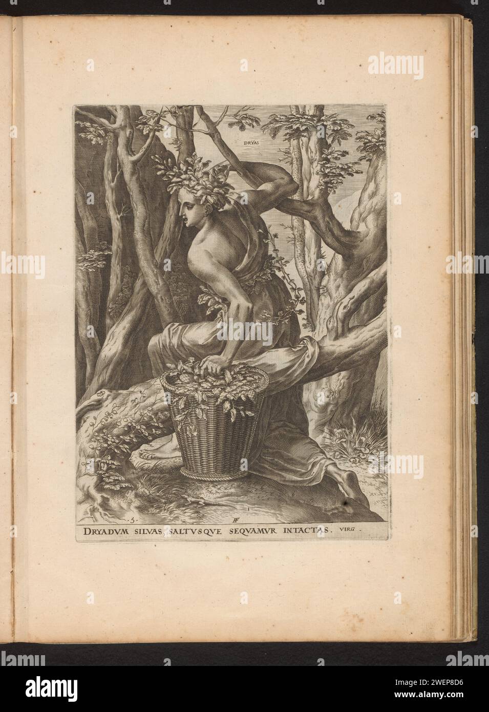 Dryas, Cornelis Cort, nach Frans Floris (I), 1564 Druck Dryade von Boomnimf, kniend im Wald zwischen Bäumen mit einem Korb voller Blätter. Dieser Ausdruck ist Teil eines Albums. Papierstich (HAMA) Dryaden, Wald- und Tre-Nymphen; „Driadi & Hamadridi“ (RIPA) Stockfoto