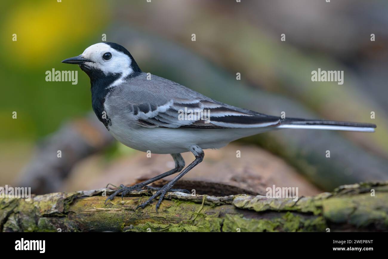 Männlicher Erwachsener Weißer Bachschwanz (Motacilla alba) posiert auf einem großen Zweig mit hölzernem Hintergrund Stockfoto
