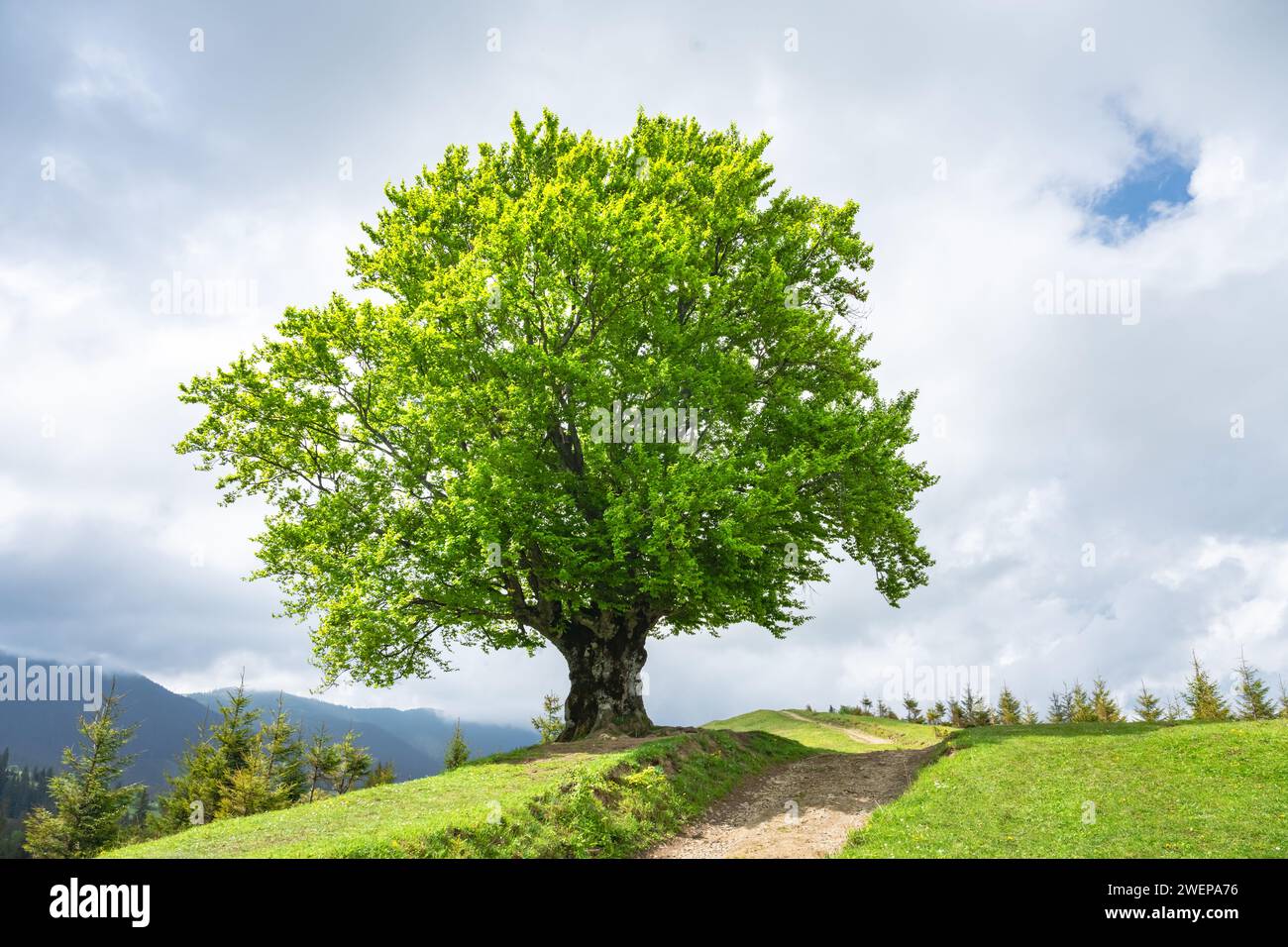 Große alte Buche mit saftig grünen Blättern in den Karpaten im Sommer. Landschaftsfotografie Stockfoto
