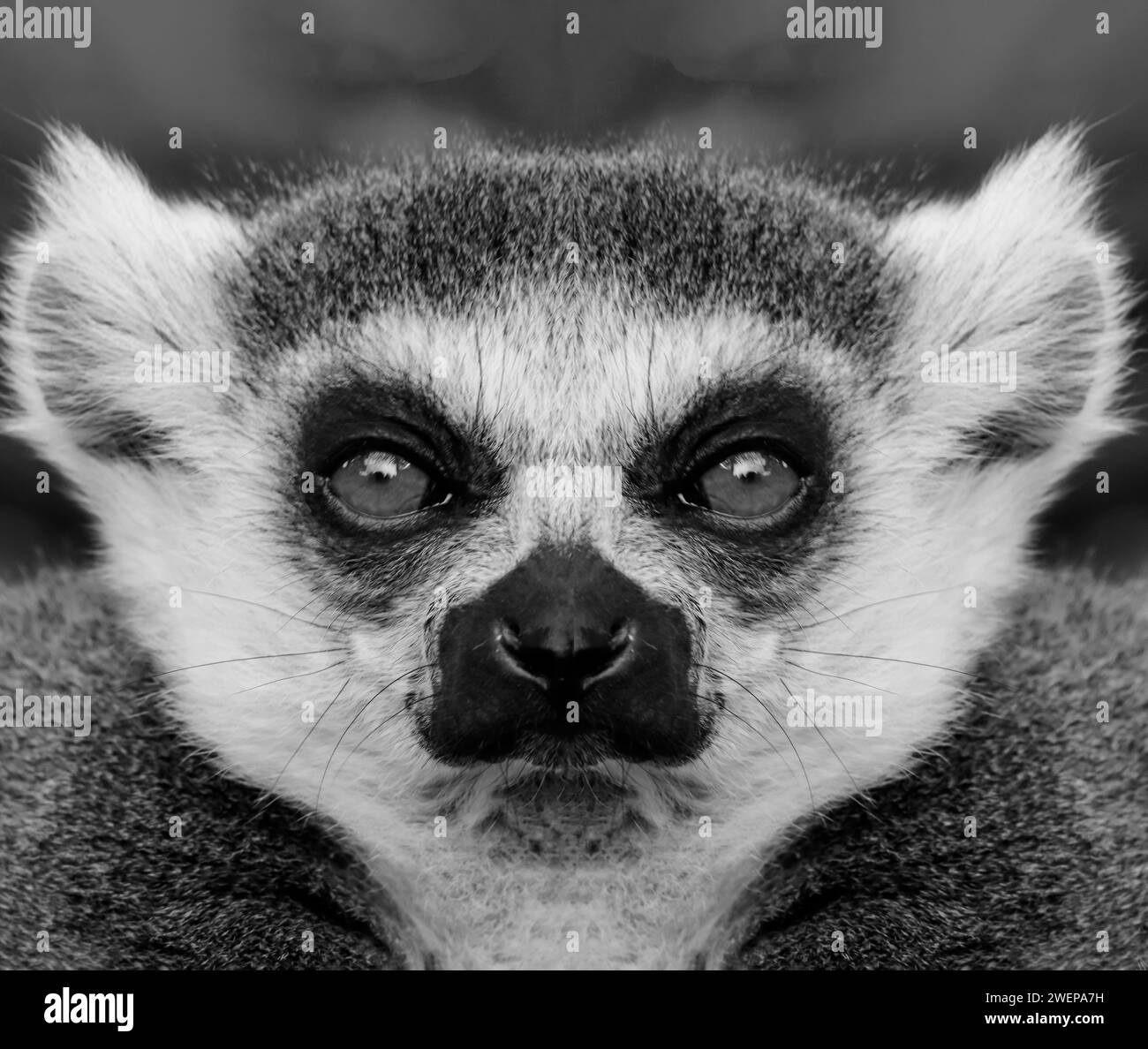 Ein wunderschönes Schwarzweiß-Porträt eines Affen aus nächster Nähe, das in die Kamera schaut. Lemur Stockfoto