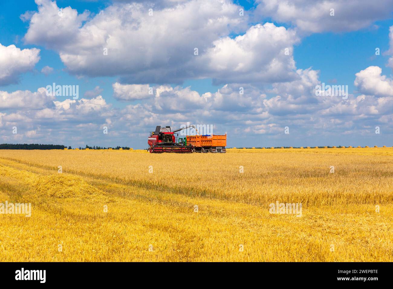 Mähdrescher beladen Weizen zum Zeitpunkt der Ernte an einem sonnigen Sommertag in den Lkw. Heller ländlicher Hintergrund, Tapete, Design. Stockfoto