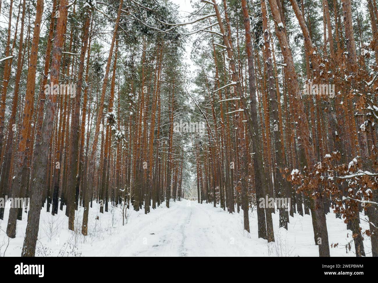 Winterwald mit hohen Kiefern, bedeckt mit Schnee Stockfoto